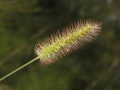 Image result for Danthoniopsis pruinosa