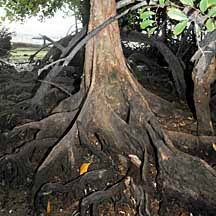 Image result for Xylocarpus