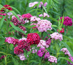 Check spelling or type a new query. Pink Flowers The Best Pink Flowering Annuals And Perennials