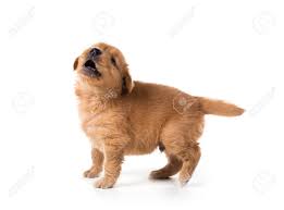 We did not find results for: Cute Golden Retriever Puppy Isolate On White Background Stock Photo Picture And Royalty Free Image Image 99058832