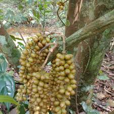 Image result for Gnetaceae