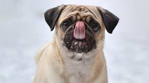 Following is our collection of funny friend jokes.there are some friend fellow jokes no one knows (to tell your friends) and to make you laugh out loud.take your time to read those puns and riddles where you ask a question with answers, or where the setup is the punchline. Top 10 Dog Knock Knock Jokes To Try On Your Friends And Your Dog