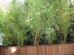 Appréciés dans nos assiettes, les agrumes sont aussi utilisés pour la décoration dans le jardin. Bambou En Bacs Jardin Bambou