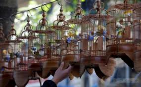 Spesies dalam kelompok ini bervariasi struktural lidahnya. Bisnis Burung Yang Menjanjikan Omzet Tembus Rp50 Jutaan Okezone Economy