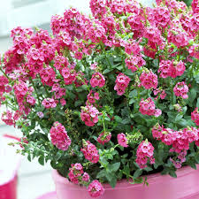 Chelsea Flower Show 2013: La planta del año