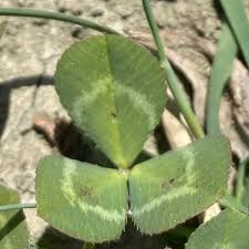 Image result for Trifolium spumosum