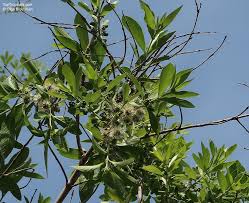 Image result for Combretum apiculatum