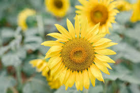 Enjoy these fun and interesting sunflower facts that you can discover here on this page. Fun Facts About Sunflowers