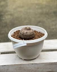 Image result for Euphorbia fanshawei