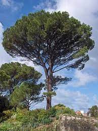 Pinie 'pino solitario' gegenüber via di sant'anna, grottaferrata, latium, italien. Pinie Wikipedia