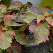 Image result for Acalypha manniana
