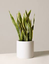 But all it takes is a little time and attention to provide proper snake plant care, and you'll be. Large Snake Laurentii Succulents Houseplants For Delivery The Sill