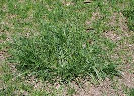 Image result for Festuca chodatiana