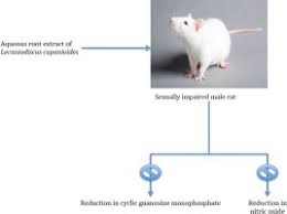 Image result for Lecaniodiscus
