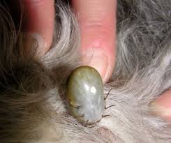 Totusi nu va alarmati daca gura capusei ramane in piele , pentru ca nu este infectioasa. MuscÄƒtura De CÄƒpusÄƒ Ce Trebuie SÄƒ Stim Blogul Otiliei