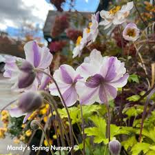 Image result for Anemone transvaalensis