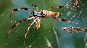 The venom of argiope aurantia, an orb weaver spider, contains a mixture of low molecular weight argiotoxins, which block neuromuscular transmission in insects. Accounting For Spiders California Academy Of Sciences