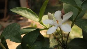 Image result for Gardenia subacaulis