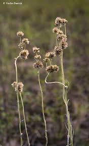 Image result for Pseudognaphalium luteo-album