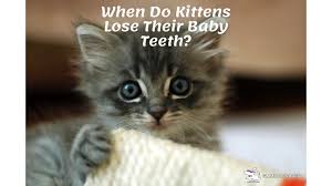 When the kitten is about two to three weeks, the baby teeth will start to grow in. When Do Kittens Lose Their Baby Teeth Glamorous Dogs