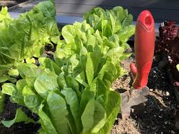Growing your own vegetables at home is a rewarding experience. The Best Types Of Gardens For Growing Vegetables At Home Home For The Harvest