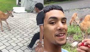 Man crosses up deer, feeds herd after playing 1-on-1