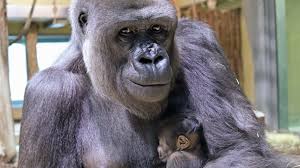 Der zoo berlin ist nicht mit modernen. Erstes Gorillababy Seit 16 Jahren Kleiner Nachwuchs Bei Riesen Im Berliner Zoo Rbb24