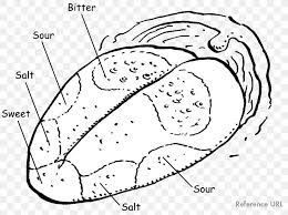 Tongue Map Taste Bud Olfaction Diagram Png 1335x1000px