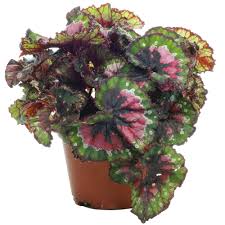 Rhizomatous species begonia rex (putzey's). Begonia Rex Macarena Houseplant For Sale Free Uk Delivery