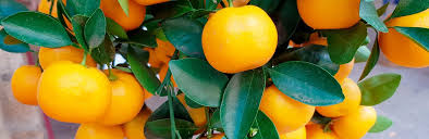 Any fruit that might set in the first. How To Grow And Care For Oranges Lovethegarden