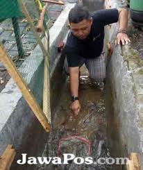 Selokan Dimanfaatkan Jadi Kolam Ikan Lele