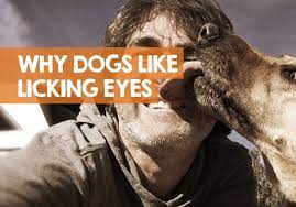 Why Does My Dog Lick My Eyes Reasons To Worry Or Not