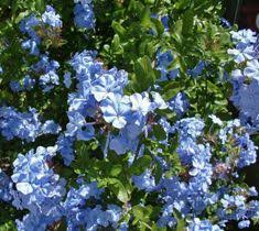 1125 x 1500 jpeg 336 кб. Buy Plumbago Auriculata P Capensis Online Bamboo Pipeline