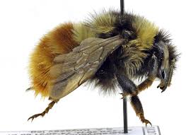 Image result for Bombus semenoviellus
