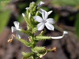 Image result for Plumbago zeylanica