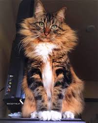 Pin On Cats