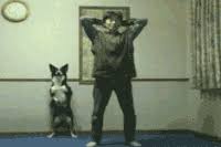 Is it something you would use. Cutest Dog Gifs Get The Best Gif On Gifer