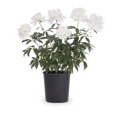 We did not find results for: 1 Gallon In Pot Peony Lb16167 In The Perennials Department At Lowes Com