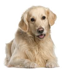 You may notice that your dog has a mass on the neck. Thyroid Carcinoma Advanced Veterinary Medical Imaging