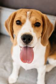 20 Best Dog Breeds For Kids Good Family Dogs