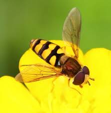 Image result for Enteucha acetosae