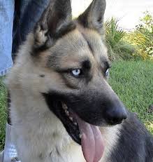 Gerberian Shepsky German Shepherd Husky German Shepherd Husky Mix Husky Mix