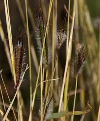 Image result for Dichanthium sericeum