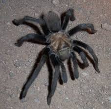 Nocturnal Tarantula Sonoran Desert Living In Arizona Tarantula