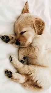 Big Black Brown And White Dog Breed 20 Photos Of The Cutest Dog Breeds Babyanimalssupercute Breeds Cutest Dog Photos Cute Dogs Breeds Cute Baby Animals Retriever Puppy