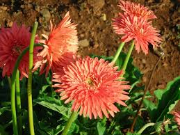 Image result for Gerbera piloselloides