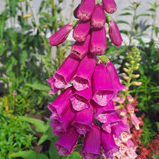 Image result for Digitalis purpurea