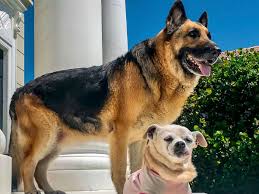 Obedience training, housebreaking, diet & nutrition, grooming Adopted German Shepherd Becomes A Member Of The Traveling Asher Pack Petco Love