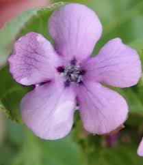 Image result for Teedia lucida