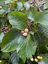 Image result for Guettarda